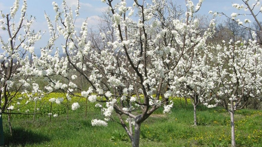 Šljivina Osica I Zaštita Od Ovog štetočine