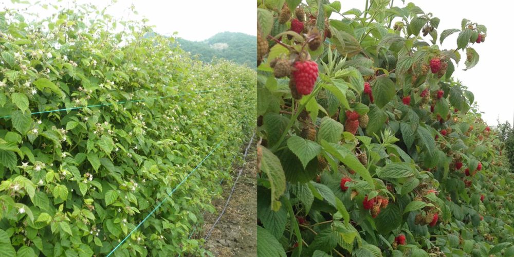 Zaštita Pčela I Drugih Korisnih Insekata Prilikom Tretmana Zasada Maline