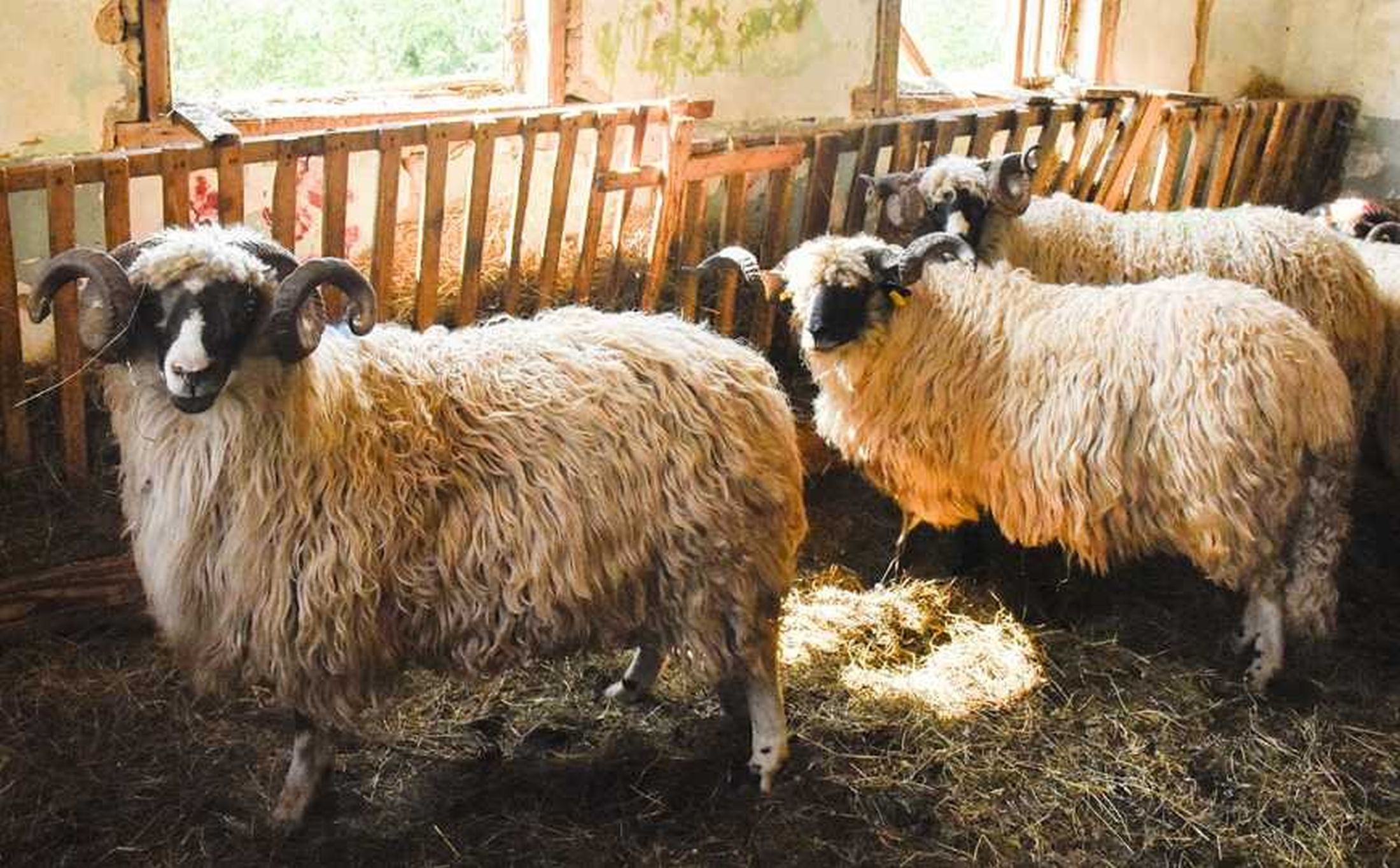 Federalni veterinarski inspektorat – Strogo zabranjena nelegalna prodaja kurbana i mesa