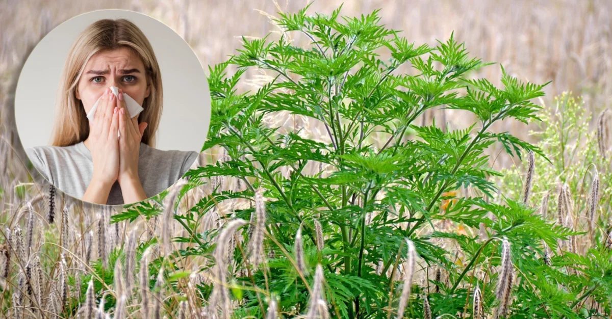 Sedmični izvještaj polena za područje Zeničko-dobojskog kantona od 15. juna do 21. juna 2026. godine